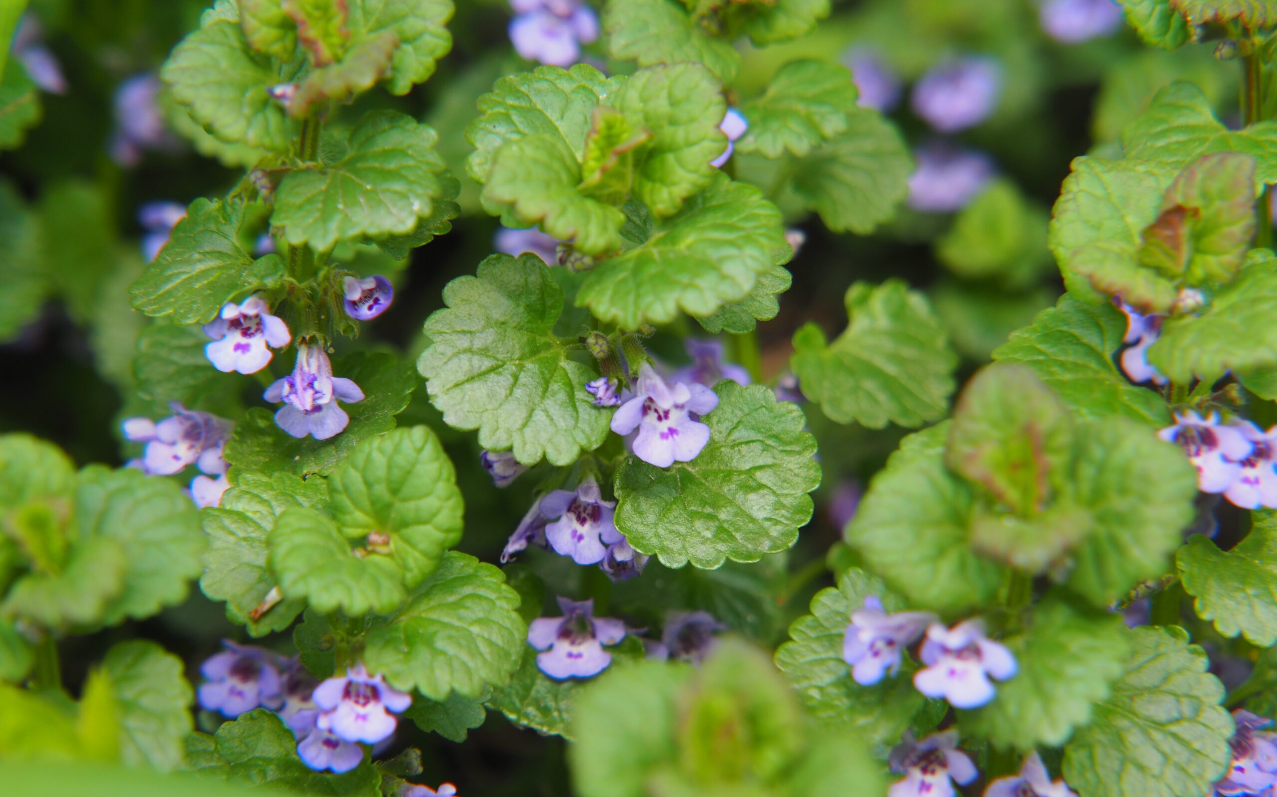 Lire la suite à propos de l’article Les Plantes Comestibles des Pyrenees : le Lierre Terrestre