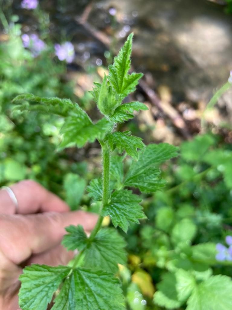 Lire la suite à propos de l’article Les Plantes Comestibles des Pyrénées : La Benoîte Commune ou urbaine