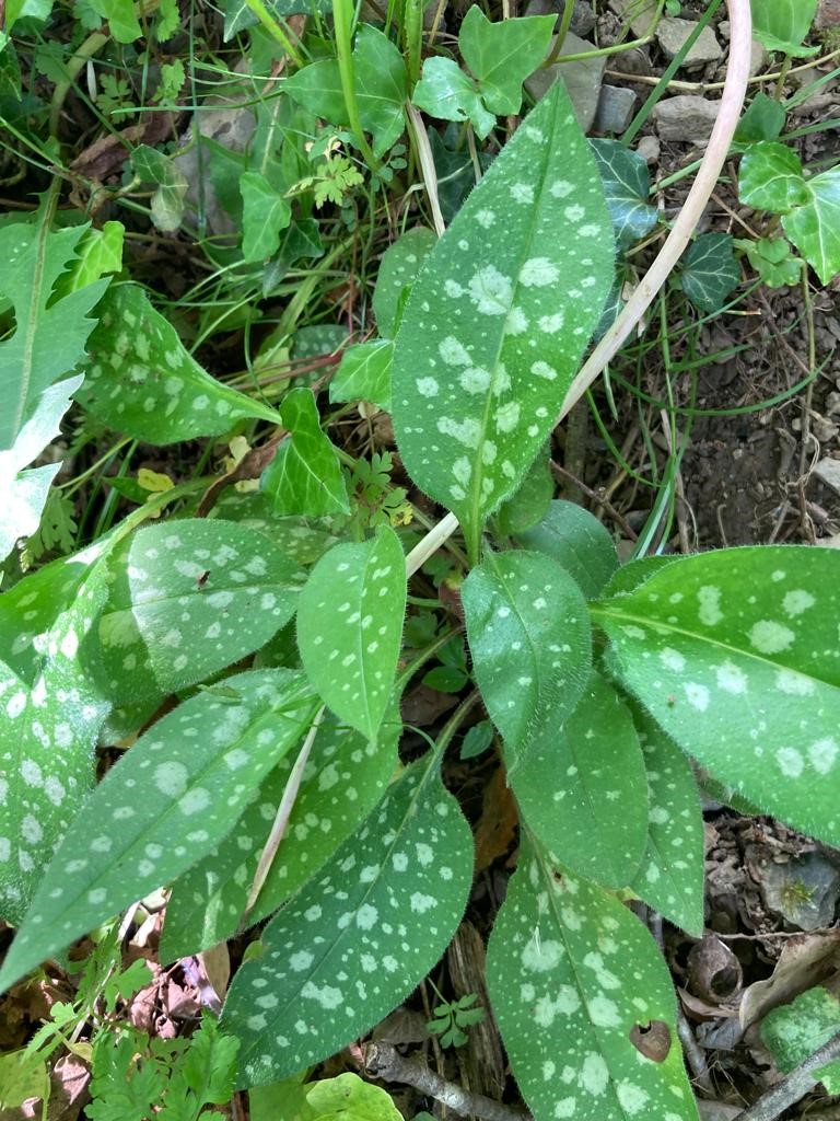 Lire la suite à propos de l’article Les Plantes Comestibles des Pyrenees : la Pulmonaire Officinale