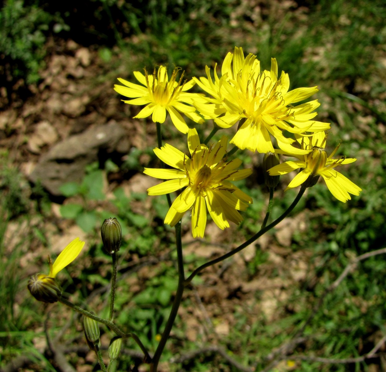 Lire la suite à propos de l’article Les Plantes Comestibles des Pyrenees : La Lampsane Commune