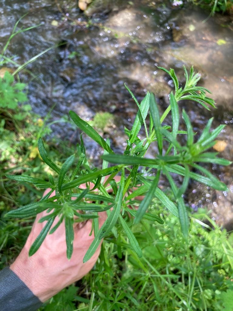 Lire la suite à propos de l’article Les Plantes Comestibles des Pyrénées : le Gaillet Gratteron
